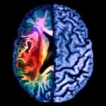 Human brain - Migraine