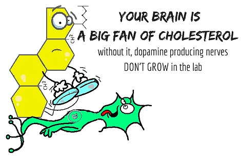 Brain is a big fan of cholesterol