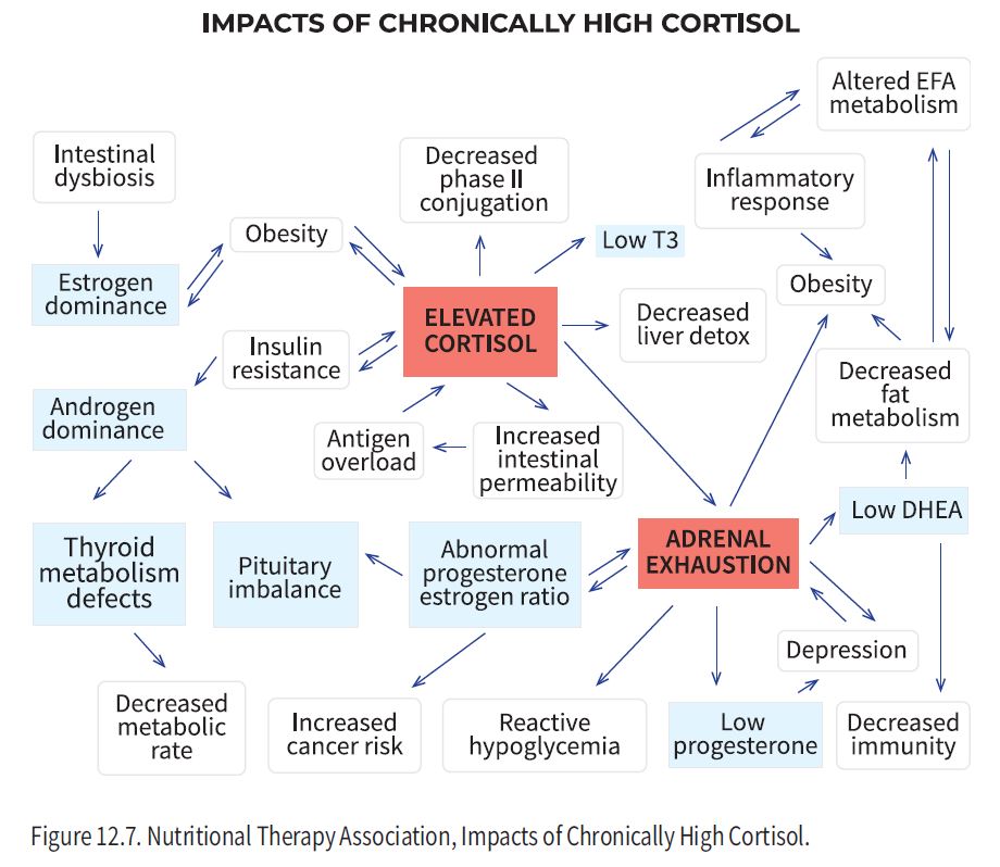Impacts of Chronically High Cortisol flow chart