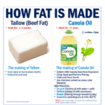 How Fat Is Made: Tallow and Canola Oil Comparison