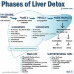 Phases of Liver Detox