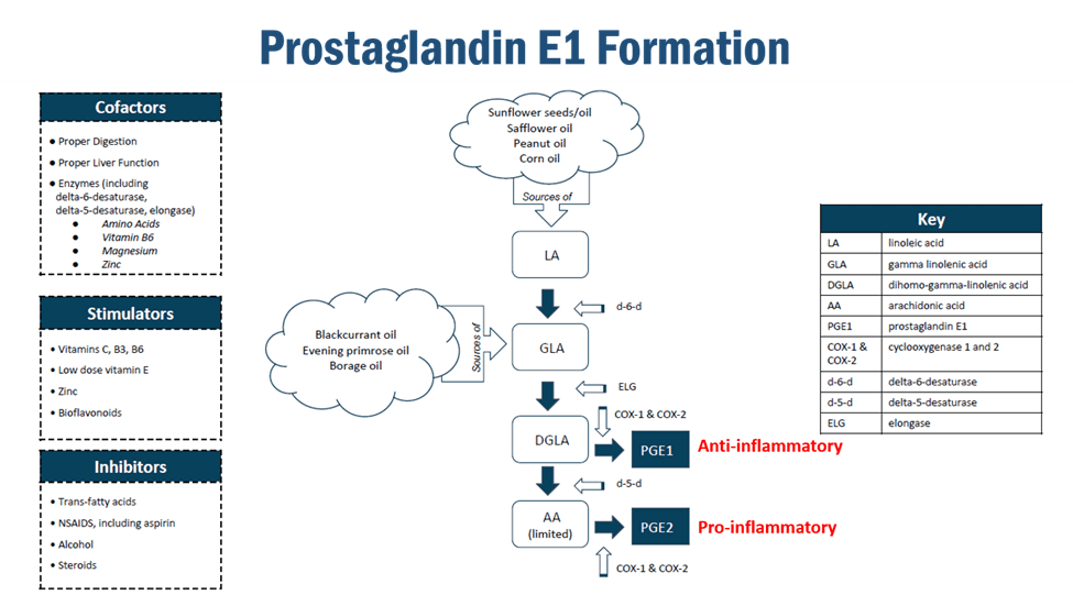 Creation of Prostaglandins - Prostaglandins E1 Formation