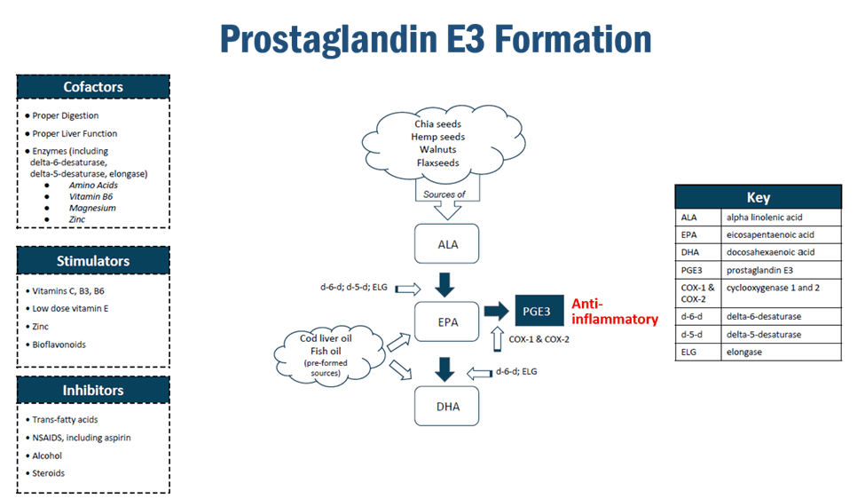 Creation of Prostaglandins - Prostaglandins E3 Formation