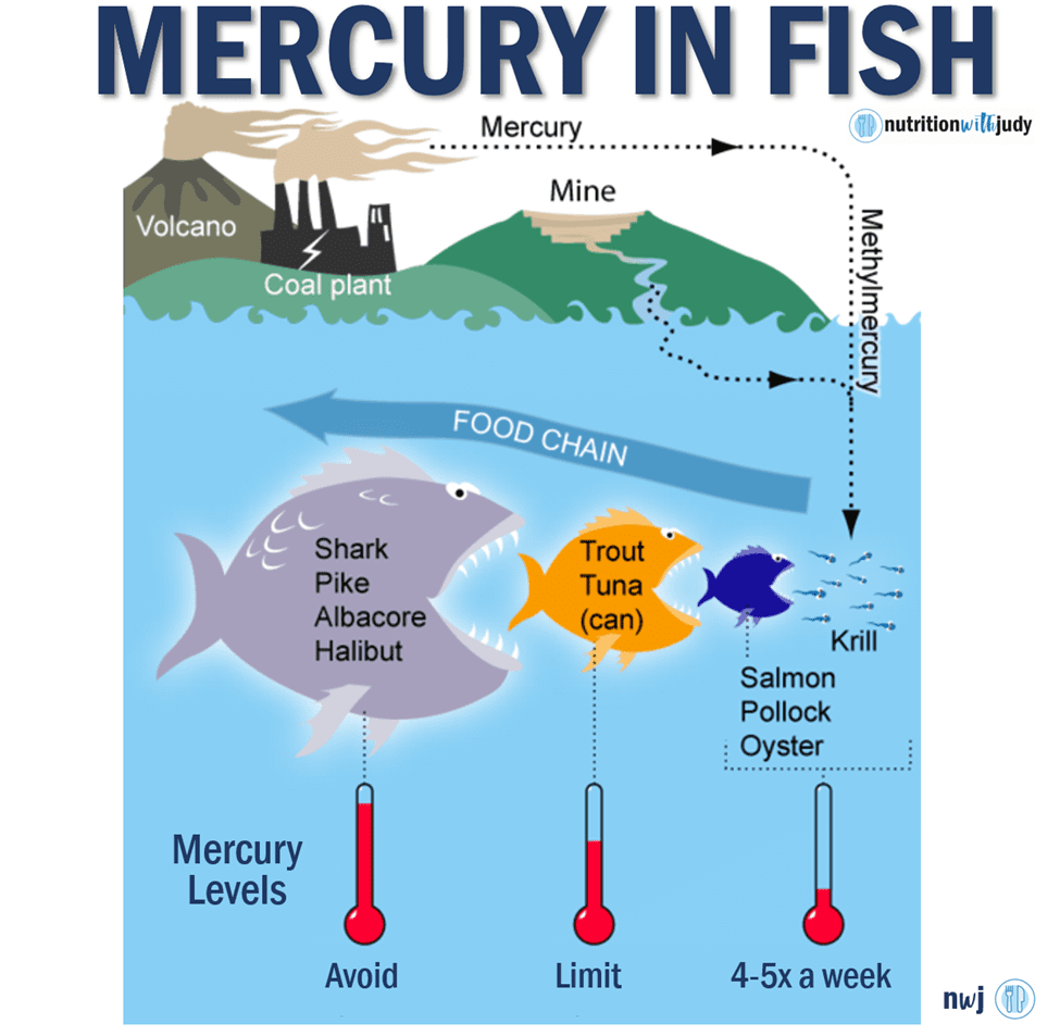 Mercury in Fish - Food Chain