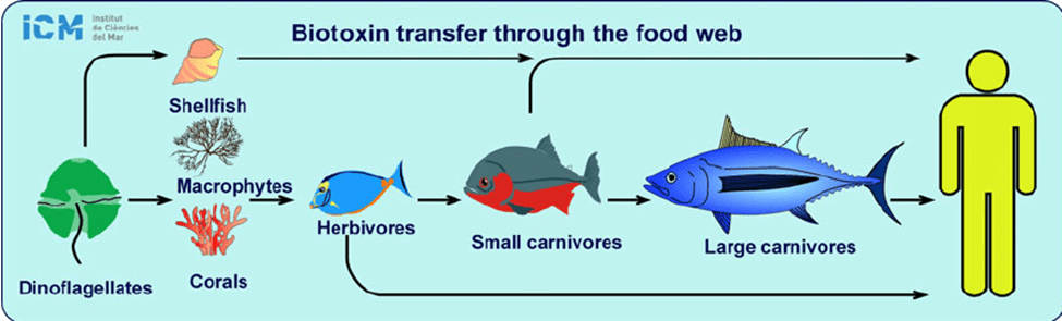 Biotoxin Transfer Through the Food Web