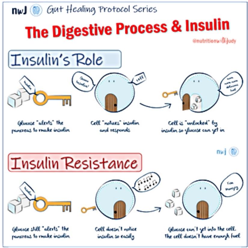 The digestive process and insulin - Insulin's role and insulin resistance
