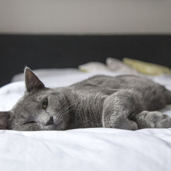 Gray cat lying on a white bed