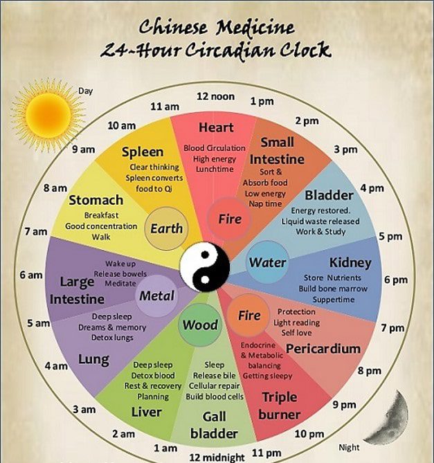 Chinese medicine 24-hr circadian clock