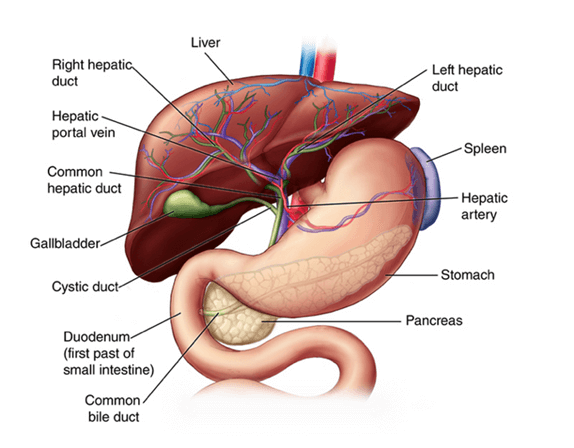 The Liver and its Functions