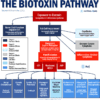 cirs biotoxin pathway