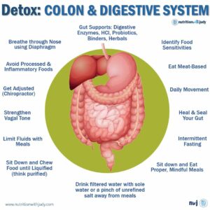 carnivore diet digestive system support