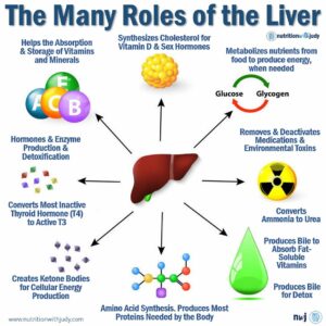 carnivore diet liver support gut health