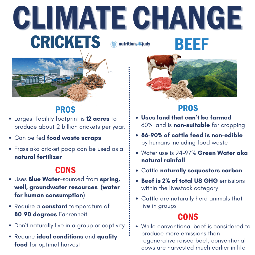 edible insects climate change