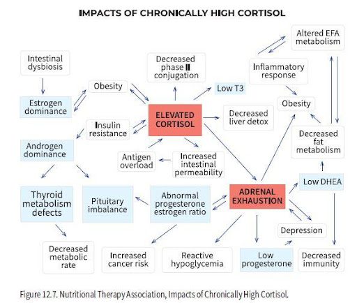 impacts of chronically high cortisol