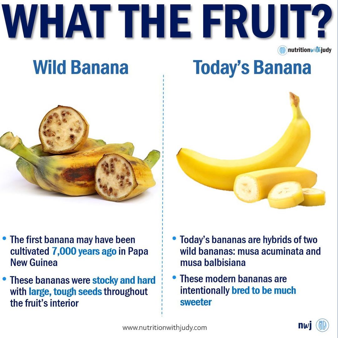 modern day fruit vs ancient fruit